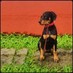 Shaam Tanha Official Audio