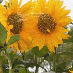 Iraaday Official Audio